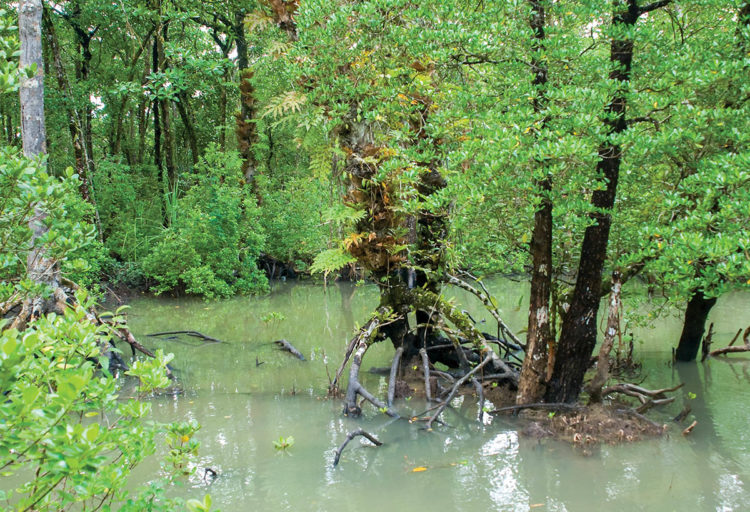 Sundarban: Confrontation to Conservation